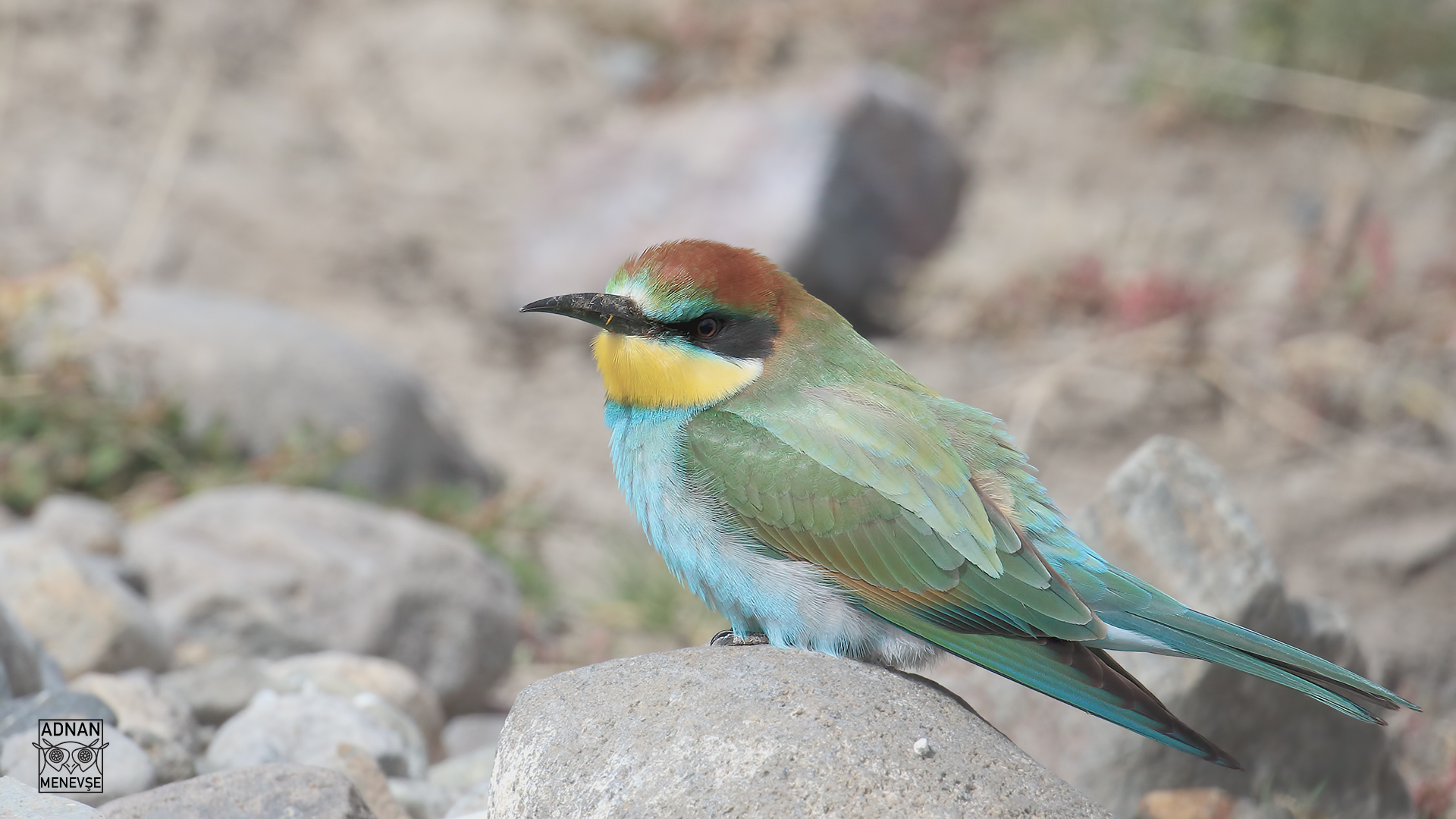 European Bee-eater